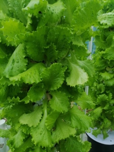 Riego hidropónico vertical granja hidropónica <span class=keywords><strong>ONEONE</strong></span> - Product Image 3
