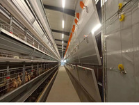 Nouvel équipement complet et entièrement automatique pour l'élevage de poulets à 4 niveaux, cage en batterie en acier galvanisé, machine de collecte automatique des œufs et des excréments