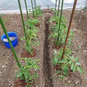 Estaca de Fibra de Vidrio para Plantas de Tomate 8mm/16mm Soldada, Plegada y Cortada, Recubierta de Plástico, Soporte de Jardinería, Directo de Fábrica - Product Image 4