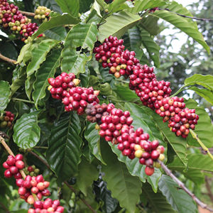 High Quality Vietnam Robusta Coffee <b>Beans</b> Size 16 AA+ Clean Over 90% Ripeness Bulk 60kg PP <b>Bags</b> Wholesale Supplier - Product Image 1