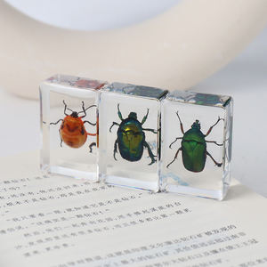 本物の昆虫ブックエンド 正方形樹脂製 教育用動物標本 化石工芸品 科学教育展示品 - Product Image 5