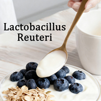 Supplément de santé Lactobacillus Reuteri Probiotiques de qualité alimentaire DSM 17938 Lactobacillus Reuteri