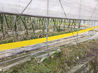 Hoogwaardig klevende geel-blauwe insectenvalrol voor landbouw, plantenbescherming, bestrijding van ongedierte, fruitvliegenvangpapier voor gewassen