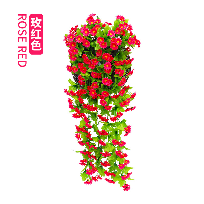 Rose chrysanthème