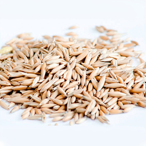 Semillas de Avena Secas de Primera Calidad para Siembra, Alimento para Animales, Grado Alimenticio, Proveedor a Granel, Fabricante, Exportador de India, 18 Meses - Product Image 1