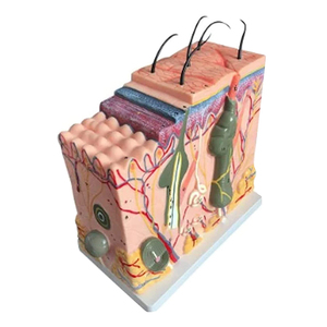 Medico Anatomia Umani Della <span class=keywords><strong>Pelle</strong></span> Modello per <span class=keywords><strong>la</strong></span> Scienza In Aula Studio Display Modello di Insegnamento come Cure Mediche - Product Image 2