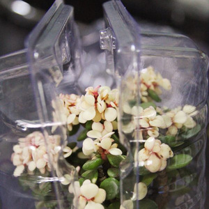 Factory Direct Supply Große Sämling Topfpflanze Transport box Blumen verpackung Luftpolster folie für den Sämling versand - Product Image 4