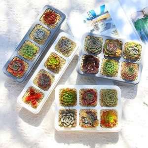 DD1684 Tiny 4 6 Cellule Plante Succulentes Soucoupes Mini Cultiver Des Semis Pot De Fleurs En <span class=keywords><strong>Plastique</strong></span> Plateaux De Fleurs pour Plantes D'intérieur - Product Image 3