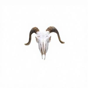 Cráneo de Oveja, Cabra o Carnero Genuino con Cuernos, 100% Real y Natural, Decoración para el Hogar y Recuerdo de Inspiración Antigua - Product Image 3