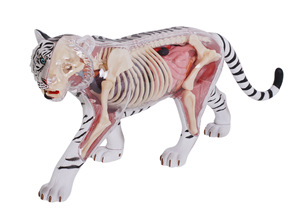 Recurso Didáctico de Ciencias Médicas, Modelo de Anatomía de Tigre 4D, Modelo de <span class=keywords><strong>Esqueleto</strong></span> Muscular <span class=keywords><strong>y</strong></span> Estructura de Órganos para Exhibición en Clases, CE/ISO - Product Image 3