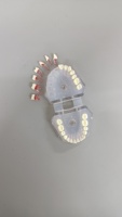 Modelo Anatómico Dental de Endodoncia Danter A8006 para Prácticas de Endodoncia