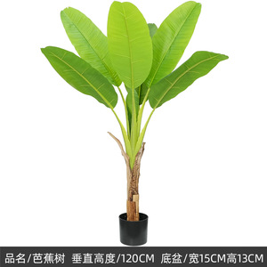 ต้นกล้วยเทียมขนาดใหญ่แบบเขตร้อนในกระถาง ต้นมูซาบาชู ต้นไม้สีเขียวสำหรับตกแต่งบ้าน ตกแต่งพื้น ตกแต่งหน้าต่าง - Product Image 6