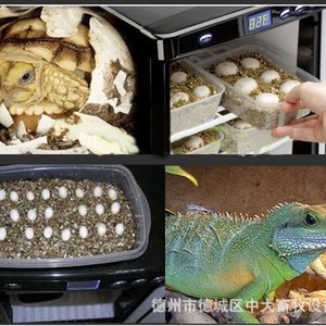 Incubateur automatique pour reptiles, boîte d'éclosion spéciale pour coléoptères terrestres, tortues, lézards, serpents et caméléons - Product Image 3
