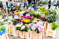Tulip Plastik, Display, Transportasi, Logistik, Ember, Pot Bunga Denmark