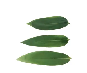 Organic Fresh Bamboo Leaves Vacuum Bag Packing Fuigation Sanitary Hand Picked Chinese Bulk Bamboo Leaves