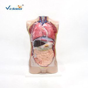 Modèle de tête, de cou et de torse, 85 cm x 15 pièces, modèle de torse humain, modèle anatomique - Product Image 5