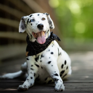 شعار مخصص الكلب عيد ميلاد باندانا طوق الخريف شخصية الكلب باندانا وشاح الحيوانات الأليفة - Product Image 2