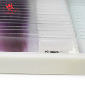 Слайды для микроскопа Plasmodium <span class=keywords><strong>Vivax</strong></span>, медицинская наука, паразитология, подготовленные слайды для микроскопа - Product Image 5