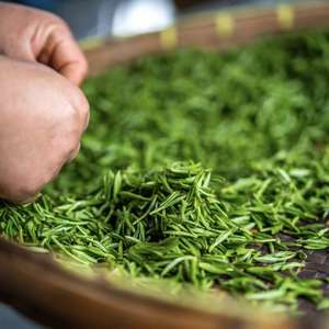 Té Verde Dong <span class=keywords><strong>Ting</strong></span> Biluochun de Primera Calidad, Té de Primavera, en Bolsa/Botella de 1 kg, Envasado al Vacío - Product Image 5