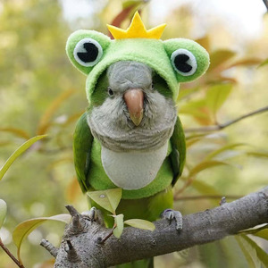 Wholesale Cotton Cute Frog Cosplay Pet Bird <strong>Clothes</strong> - Product Image 5