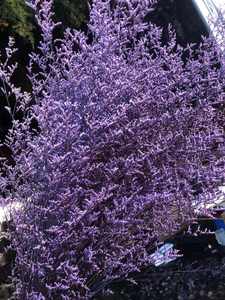 <span class=keywords><strong>Limonium</strong></span> Eterno (Hierba de San Valentín) Flor Seca Preservada 60-70cm de Yunnan para Arreglos Florales de Cumpleaños y Decoración del Hogar - Product Image 2