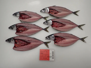 Nueva Temporada Atlantic Mackererl Noruega Origen Faroe Island Origin - Product Image 2