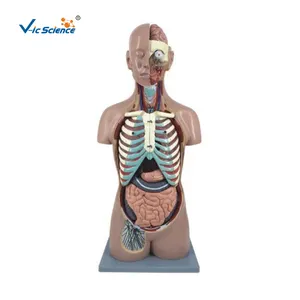 plastic human skeleton model anatomical model of a human torso medical skeleton
