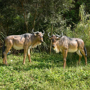 Gran oferta, decoración de jardín al aire libre para Parque, escultura de <span class=keywords><strong>ñu</strong></span> Animal de resina, estatua de <span class=keywords><strong>ñu</strong></span> de fibra de vidrio realista de tamaño real - Product Image 3