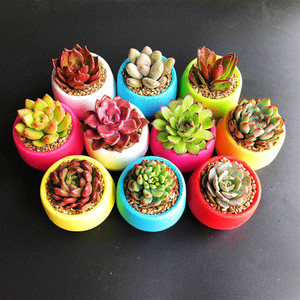 Design moderne <span class=keywords><strong>Petit</strong></span> pot de fleurs en plastique Plante succulente Multicolore Collocation gratuite Boule de pierre Usine Vente en gros Lot de jardinières - Product Image 1