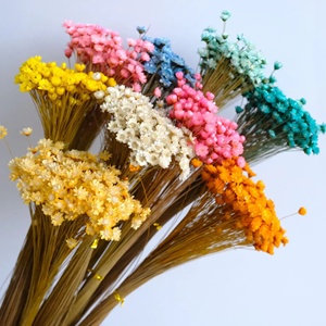 Petites <span class=keywords><strong>fleurs</strong></span> <span class=keywords><strong>séchées</strong></span> naturelles brésiliennes, magnifiques et économiques, en gros, pour la décoration artisanale de la maison (<span class=keywords><strong>mini</strong></span> marguerites, <span class=keywords><strong>fleurs</strong></span> étoilées) - Product Image 4