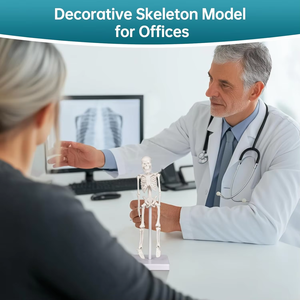 Modello di <span class=keywords><strong>Scheletro</strong></span> Miniatura 22cm, Figura Anatomica con Braccia e Gambe Mobili, Ossa Umane per Strumento Didattico - Product Image 6