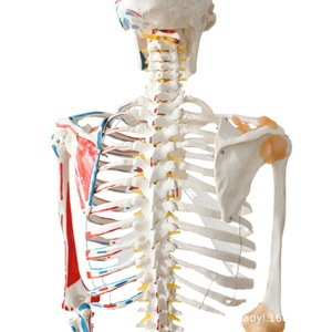 Modèle squelettique humain pour la recherche médicale, avec articulations osseuses, moitié des ligaments et moitié des muscles, modèle médical de 170 cm en taille réelle - Product Image 5