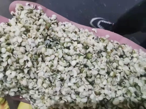 Semi di Canapa Industriali Premium Biologici USDA, Sgusciati, Non-OGM, Ricchi di Proteine Vegetali per Frullati, Cottura e Diete Vegane - Product Image 5