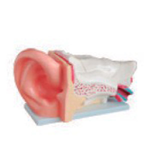 BIX-A1050 médico nuevo estilo humano gran oreja modelo anatómico - Product Image 1