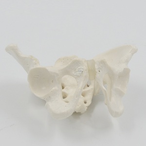 Modelo de Pelvis Móvil XR Mini, Huesos de Sacro, Cadera y Pelvis, Flexibles y Giratorios, <span class=keywords><strong>Esqueleto</strong></span> <span class=keywords><strong>Humano</strong></span>, Anatomía, Ayuda para la Rehabilitación y Enseñanza - Product Image 6