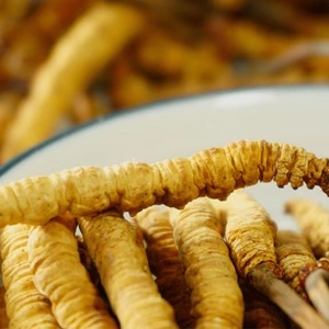 Cultivação artificial de alto custo, 3800 peças por kg, cultivo de tamanho m de <span class=keywords><strong>cordyceps</strong></span> <span class=keywords><strong>sinensis</strong></span> - Product Image 2