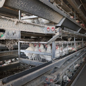 4ชั้นชั้นชั้นชั้นทำความสะอาดมูลไก่อัตโนมัติเต็มรูปแบบกรงแบตเตอรี่สำหรับเลี้ยงสัตว์ปีกที่ทันสมัย - Product Image 5