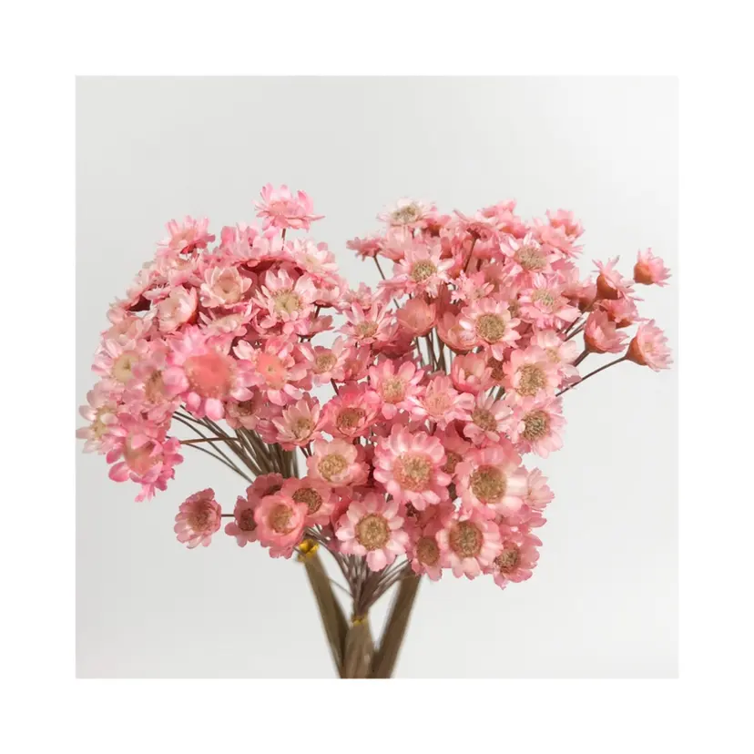 Buket Bunga Pernikahan Model Baru 2021 Bunga Aster Bintang Kecil Kering Murah Bunga Mini Kecantikan Bintang Kecil Brasil