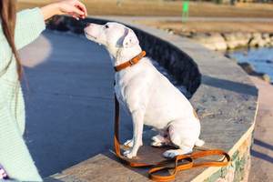 Nieuw Aankomen Hoge Kwaliteit Euro Hond Traditionele Leren Hondenhalsband - Product Image 6