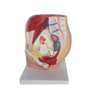 Modelo de Anatomía Pélvica Femenina y Sistema Reproductivo Urinario, Útero, Material PET, SMD07031