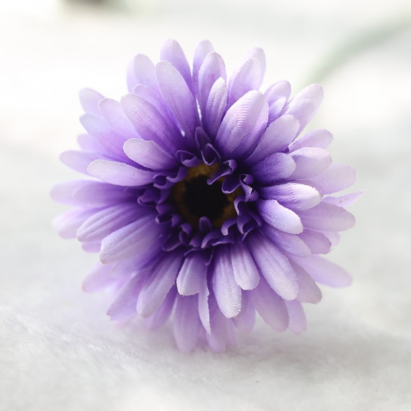 LT viola