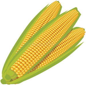 Maíz Amarillo Glutinoso Orgánico Seco Premium a Granel, Grado Alimenticio, Sin OMG, para Procesamiento de Alimentos y Alimentación Animal, Listo para Enviar - Product Image 6