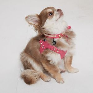 Arnés de Cuero Premium para Perro con Diseño de Moda y Logotipo Personalizado, Arnés Acolchado para Pasear Mascotas con Detalles de Cristal, Ropa de Lujo para Mascotas - Product Image 5