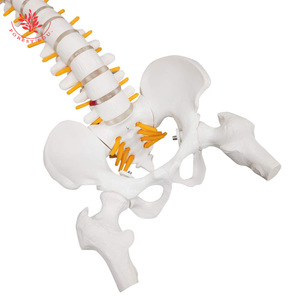 Modèle de colonne vertébrale humaine de taille moyenne, configuration osseuse médicale, bassin flexible, affichage des nerfs vertébraux, modèle de colonne vertébrale réduit à l'échelle 2:1 - Product Image 2