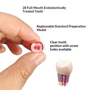 Práctica de Examen Dental: Gránulos de Resina para Conductos Radiculares Orales, 28 Dientes Completos Ex Vivo, Portátil, para Uso en Laboratorios Escolares/<span class=keywords><strong>Universitarios</strong></span> - Product Image 2