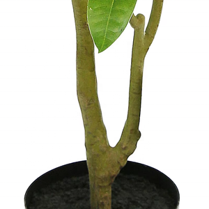 Árboles de dinero artificiales de alta calidad para árboles de dinero artificiales de interior planta de árbol de dinero Pachira - Product Image 6