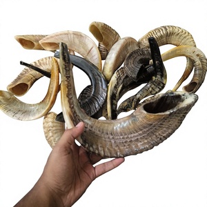 Shofar en corne de bœuf fait main, corne naturelle, instrument religieux juif pour la cérémonie de Rosh Hashanah, Yom Kippur, la prière et la liturgie. - Product Image 1