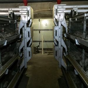 Cina professionale produttore di <span class=keywords><strong>Design</strong></span> 3 Tiers H tipo grande carne di carne di pollo allevamento di pollo gabbia batteria per la vendita - Product Image 6
