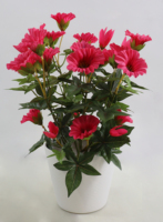 Fleur artificielle de volubilis en pot en plastique, en polyester, faite à la main, écologique, pour la maison, les anniversaires et l'aménagement paysager