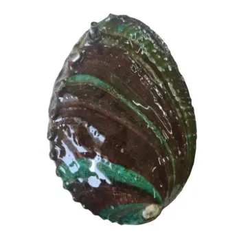 Factory cheap natural Chinese beach shells various sizes abalone natural polished abalone craft seashell wholesale for sale
